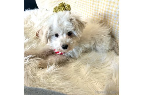 成約済の栃木県のマルプー:マルチーズ×トイプードル-343754の22枚目