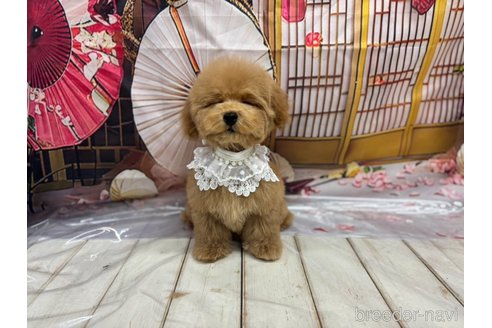 成約済の広島県のトイプードル-343738の7枚目