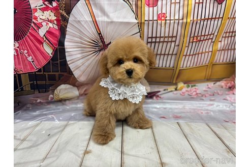 成約済の広島県のトイプードル-343738の6枚目