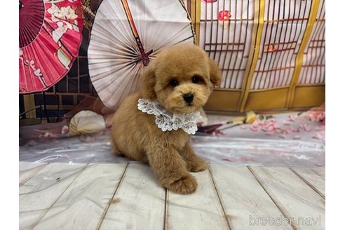 成約済の広島県のトイプードル-343738の12枚目