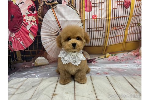 成約済の広島県のトイプードル-343738の15枚目