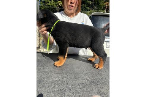 成約済の栃木県のロットワイラー-359463の4枚目