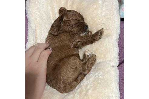 成約済の福岡県のキャバプー:キャバリア×トイプードル-353419の31枚目
