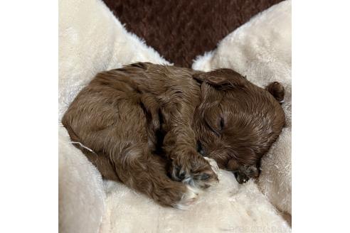 成約済の福岡県のキャバプー:キャバリア×トイプードル-353419の29枚目