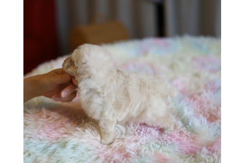 成約済の福井県のタイニープードル-359505の3枚目