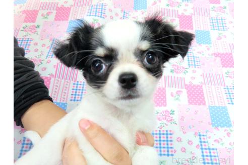 成約済の千葉県のチワワ(ロングコート)-351709の25枚目