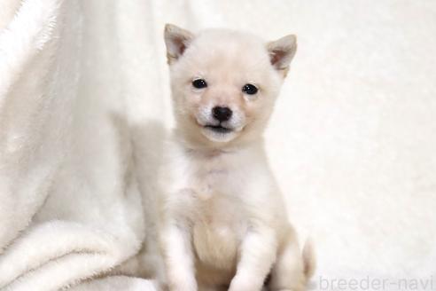 成約済の滋賀県の柴犬-359529の15枚目