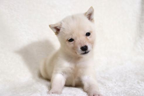 成約済の滋賀県の柴犬-359529の14枚目