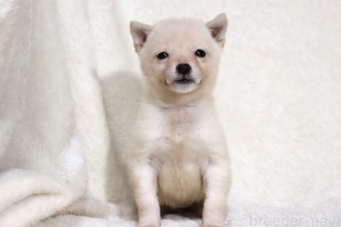 成約済の滋賀県の柴犬-359529の13枚目