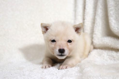 成約済の滋賀県の柴犬-359529の12枚目