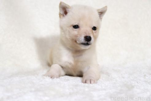 成約済の滋賀県の柴犬-359529の11枚目