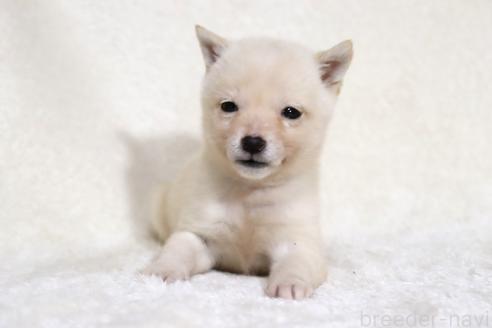 成約済の滋賀県の柴犬-359529の10枚目