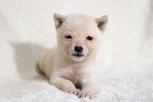 成約済の滋賀県の柴犬-359529の9枚目