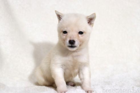成約済の滋賀県の柴犬-359529の8枚目