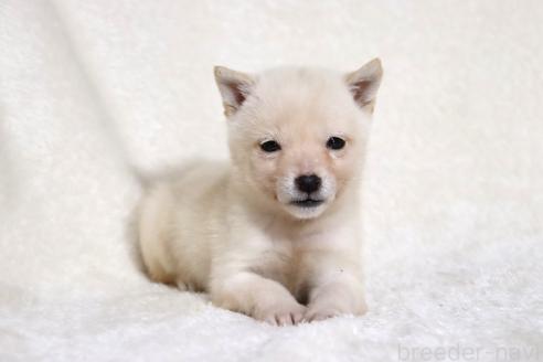 成約済の滋賀県の柴犬-359529の7枚目