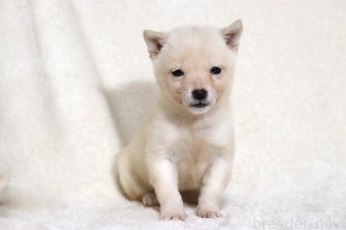 成約済の滋賀県の柴犬-359529の6枚目