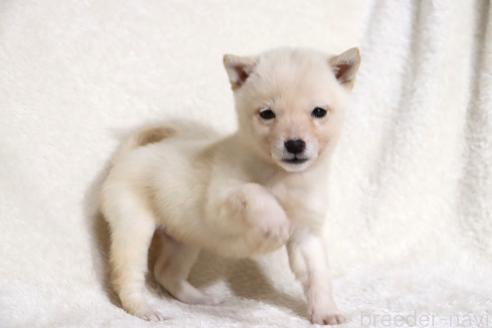 成約済の滋賀県の柴犬-359529の5枚目