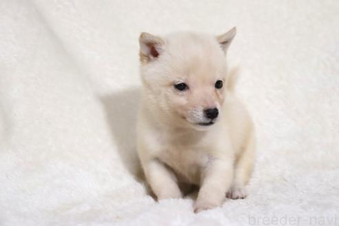 成約済の滋賀県の柴犬-359529の4枚目