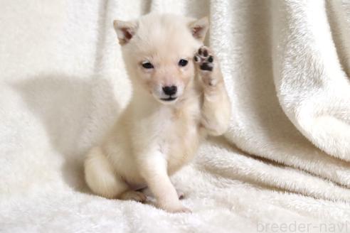 成約済の滋賀県の柴犬-359529の3枚目