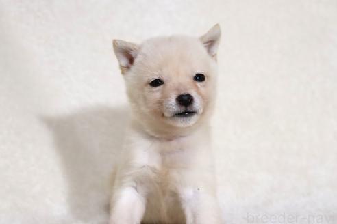 成約済の滋賀県の柴犬-359529の2枚目
