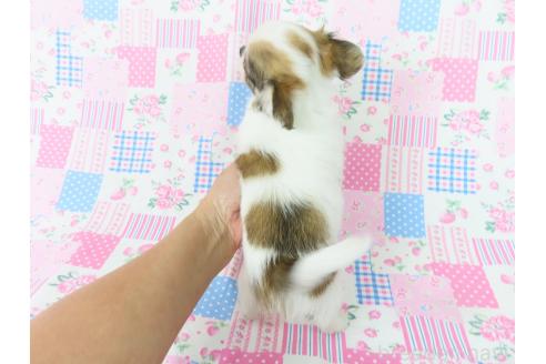 成約済の千葉県のチワワ(ロングコート)-354672の29枚目