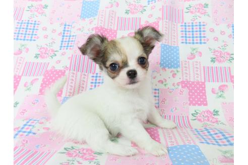 成約済の千葉県のチワワ(ロングコート)-354674の4枚目
