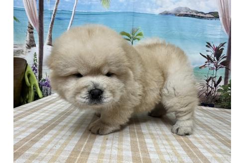 成約済の千葉県のチャウチャウ-359545の4枚目