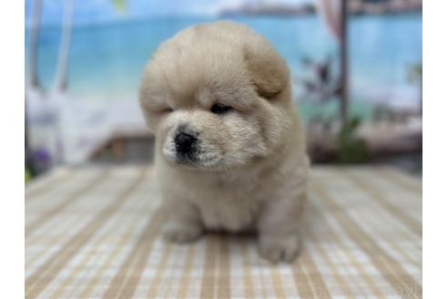成約済の千葉県のチャウチャウ-359545の3枚目