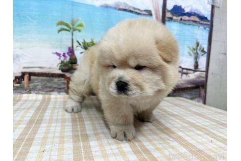 成約済の千葉県のチャウチャウ-359545の2枚目