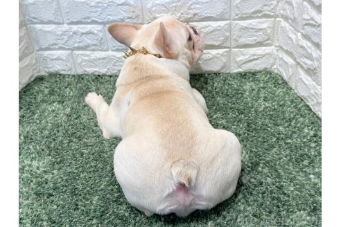 成約済の愛知県のフレンチブルドッグ-359559の3枚目