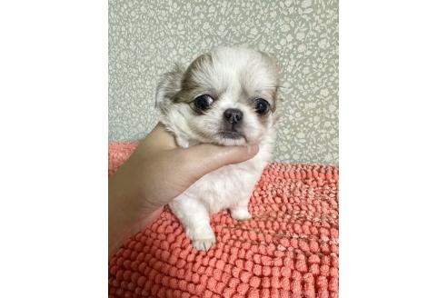 成約済の福島県のチワワ(ロングコート)-359566の4枚目