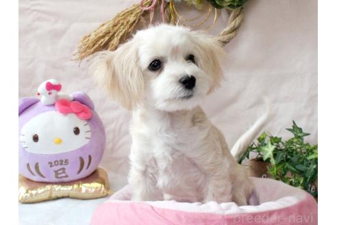 成約済の兵庫県のマルプー:マルチーズ×トイプードル-359569の8枚目