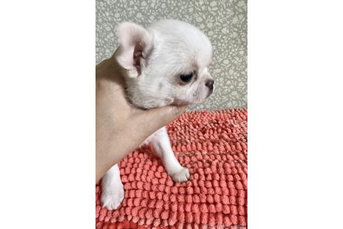 成約済の福島県のチワワ(スムースコート)-359573の4枚目