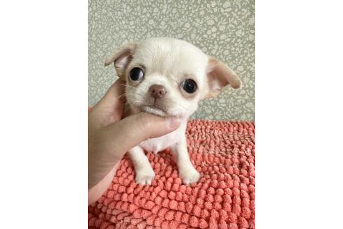 成約済の福島県のチワワ(ロングコート)-359579の1枚目