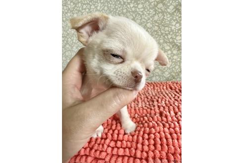 成約済の福島県のチワワ(ロングコート)-359579の4枚目