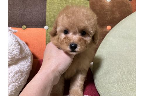 成約済の福岡県のトイプードル-359581の6枚目