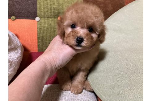 成約済の福岡県のトイプードル-359581の1枚目