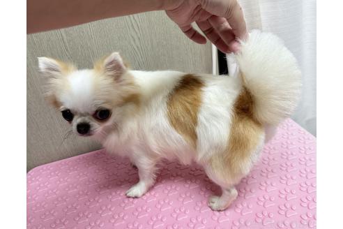 るんるんちゃん1枚目