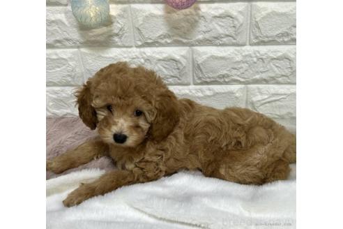 成約済の千葉県のトイプードル-359597の3枚目