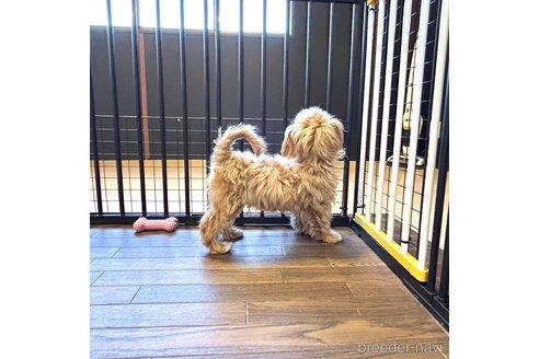 成約済の栃木県のマルプー:マルチーズ×トイプードル-334050の10枚目