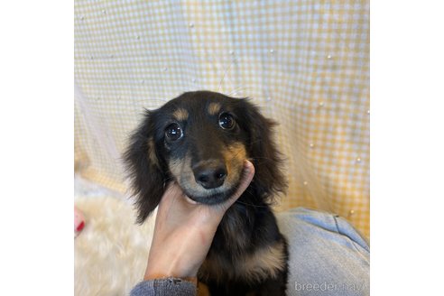 成約済の栃木県のミニチュアダックスフンド(ロングヘアード)-339717の14枚目