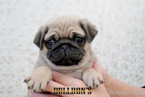 成約済の東京都のパグ-359553