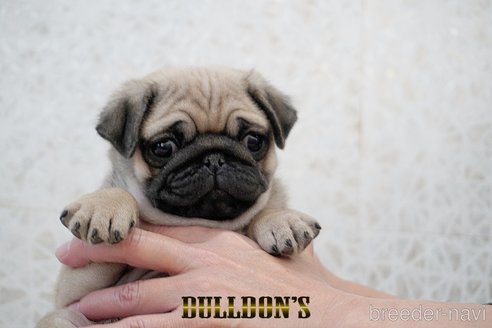 成約済の東京都のパグ-359553の9枚目