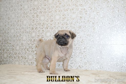 成約済の東京都のパグ-359553の4枚目