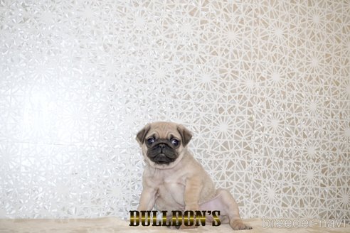 成約済の東京都のパグ-359553の7枚目