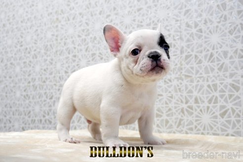 成約済の東京都のフレンチブルドッグ-359557の9枚目