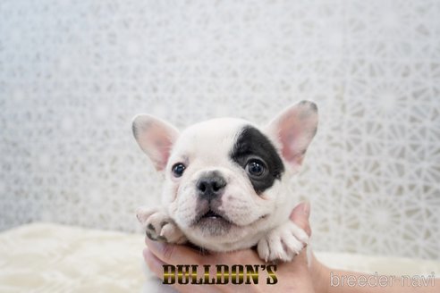 成約済の東京都のフレンチブルドッグ-359557の8枚目