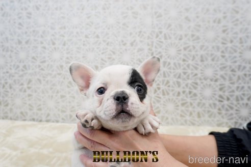 成約済の東京都のフレンチブルドッグ-359557の5枚目