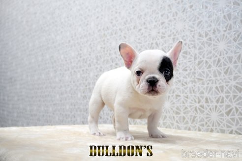 成約済の東京都のフレンチブルドッグ-359557の6枚目