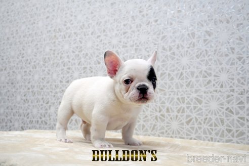 成約済の東京都のフレンチブルドッグ-359557の7枚目